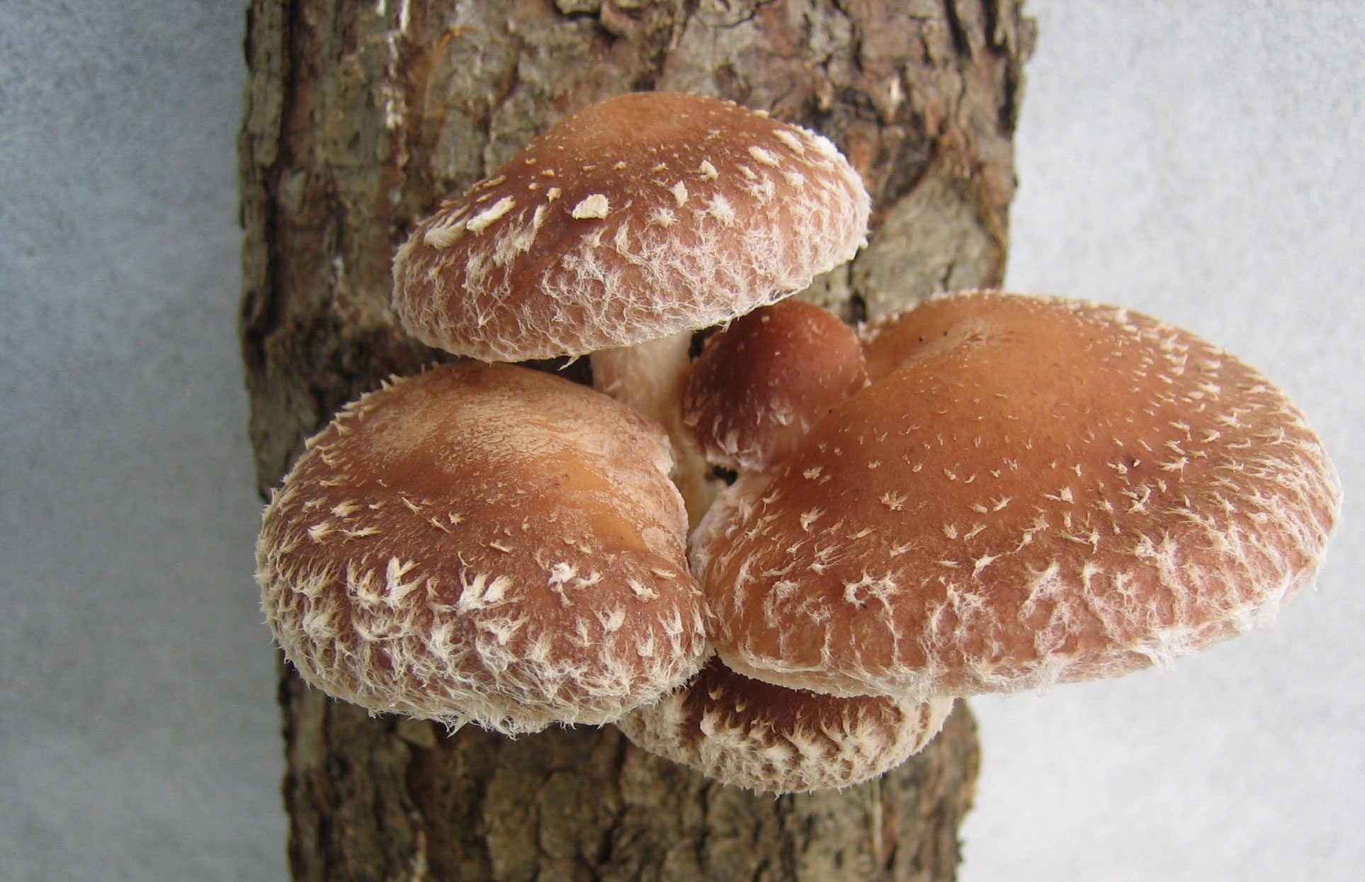 mushroom